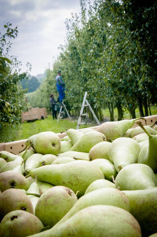 B&B De Fruithoeve Hoeselt エクステリア 写真