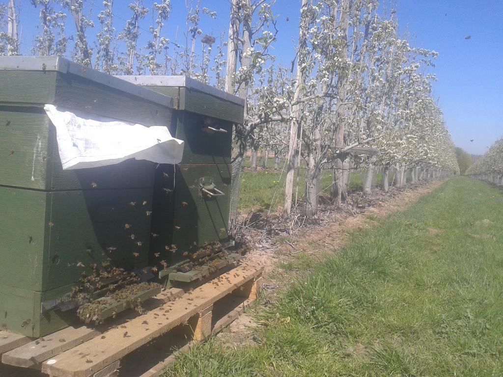 B&B De Fruithoeve Hoeselt エクステリア 写真